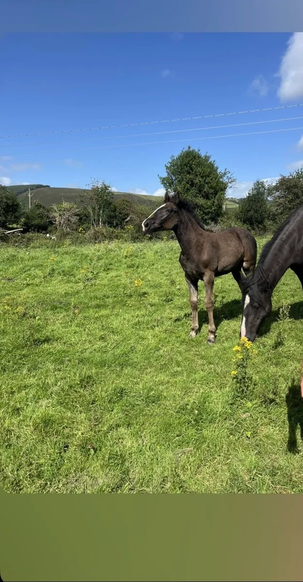 ****Smashing filly foal**** - Image 1