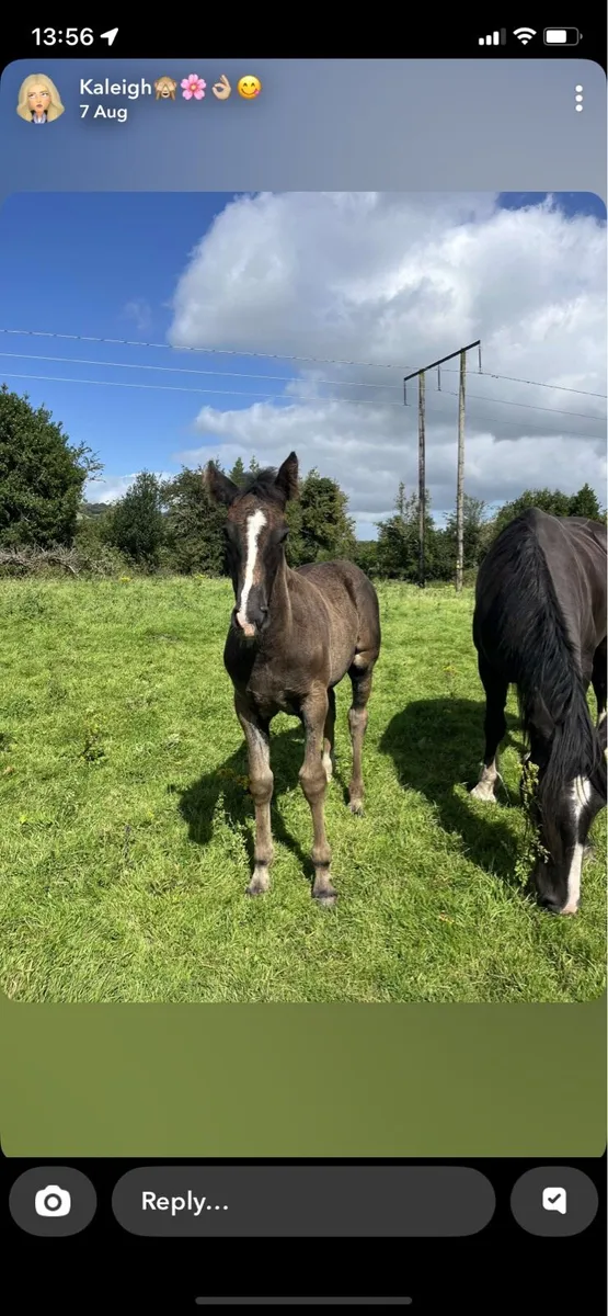****Smashing filly foal**** - Image 2