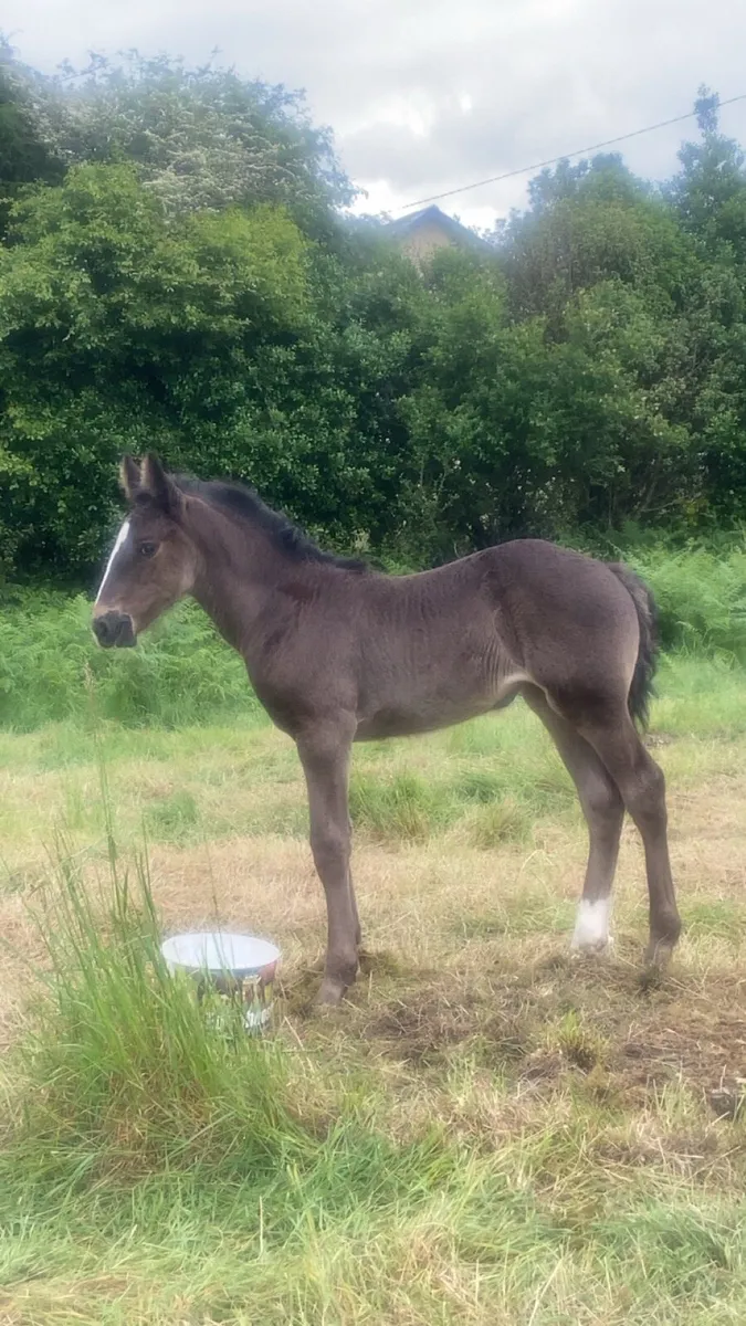 ****Smashing filly foal**** - Image 3
