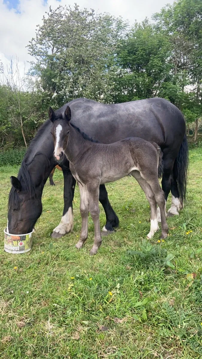 ****Smashing filly foal**** - Image 4