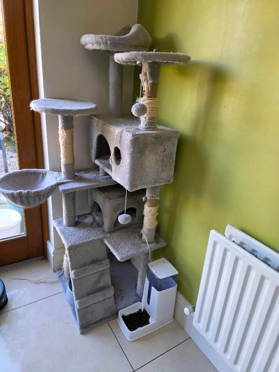 Ragdoll cats for adoption - Image 2