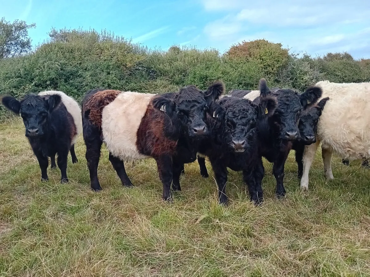 Belted Galloway - Image 1