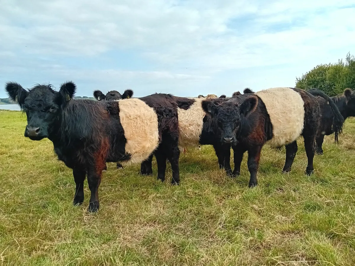 Belted Galloway - Image 2