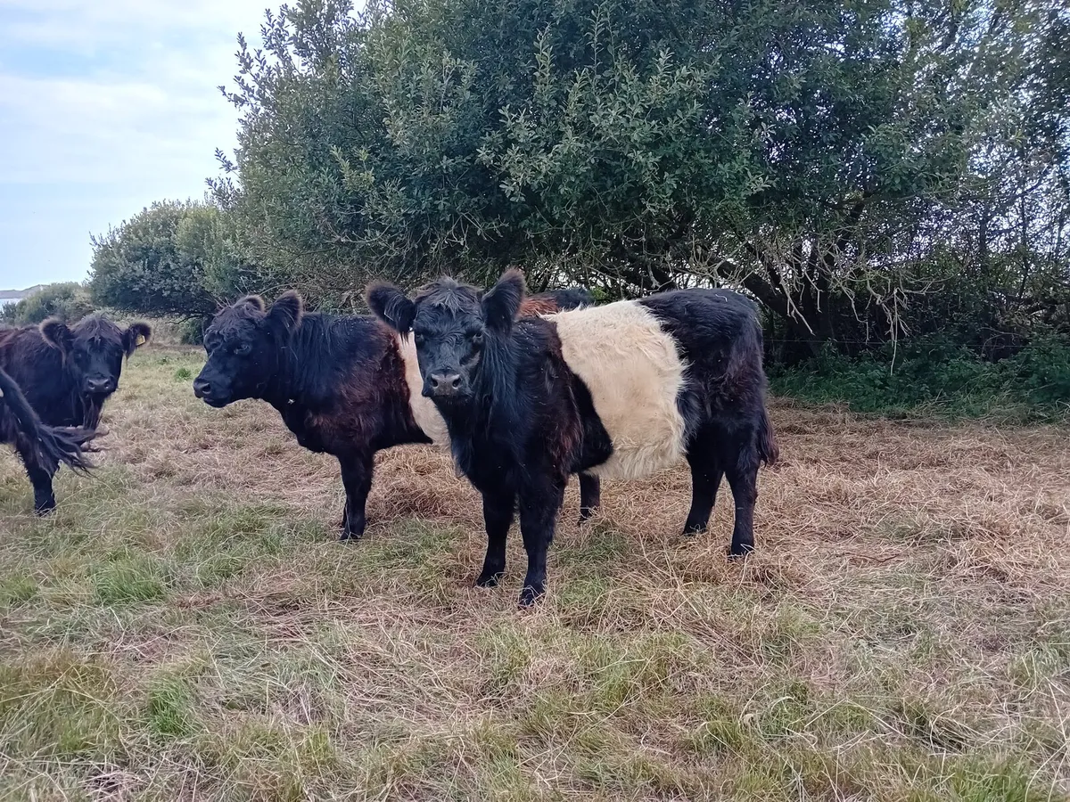 Belted Galloway - Image 3