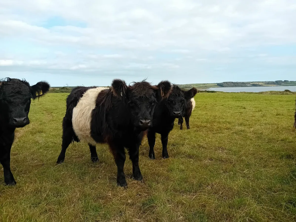 Belted Galloway - Image 4