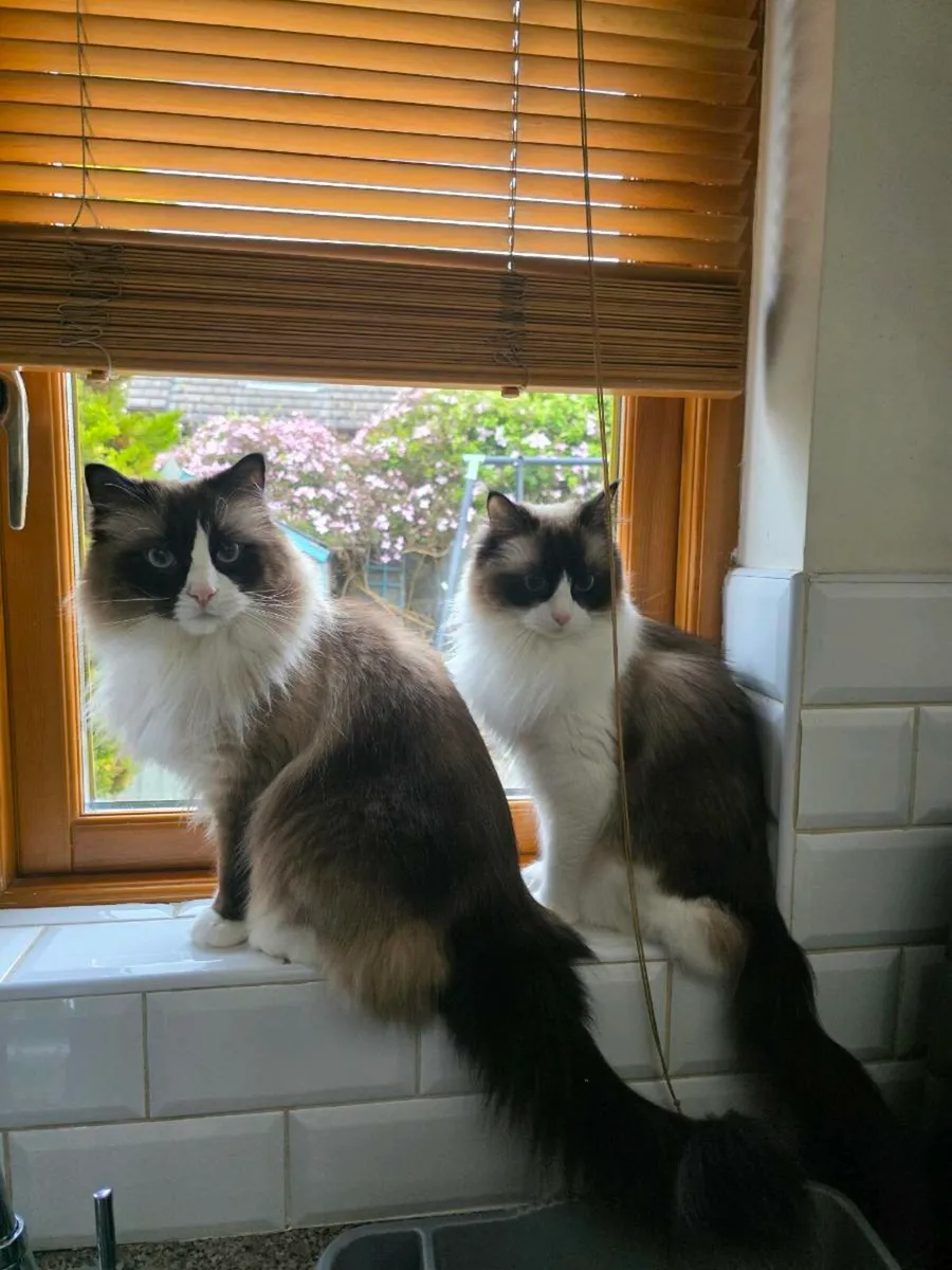 Ragdoll cats for adoption - Image 1