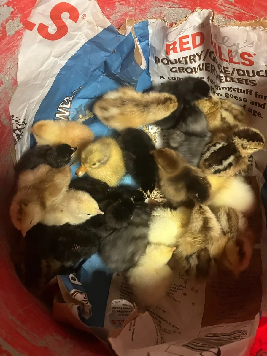 Chicks and ducklings - Image 1