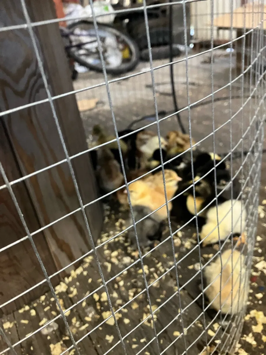 Chicks and ducklings - Image 3