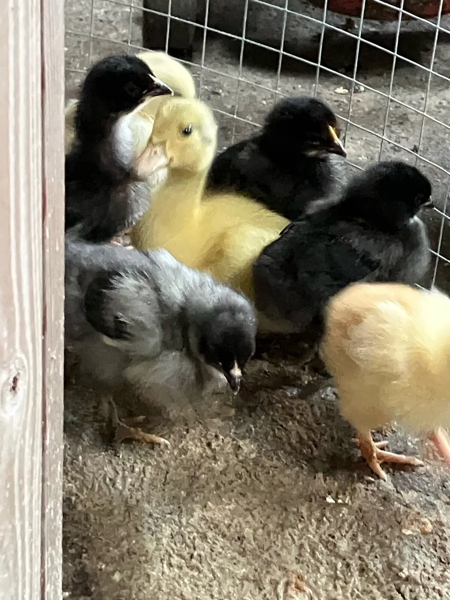 Chicks and ducklings - Image 4