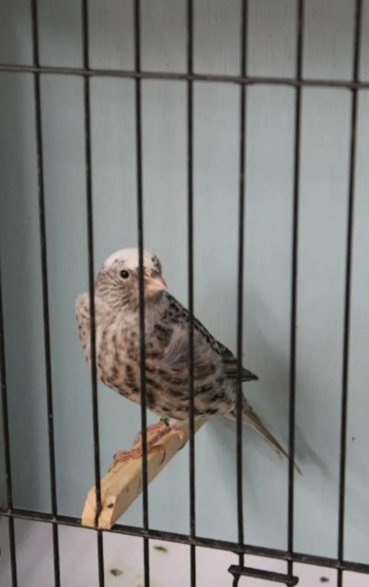 10 Lizard canaries - Image 1