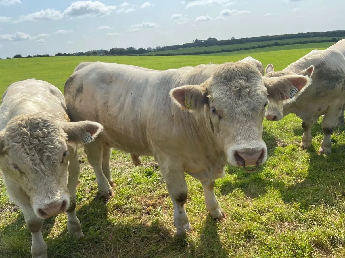 PB Charolais Bulls 5 Star Easy Calving - Image 2