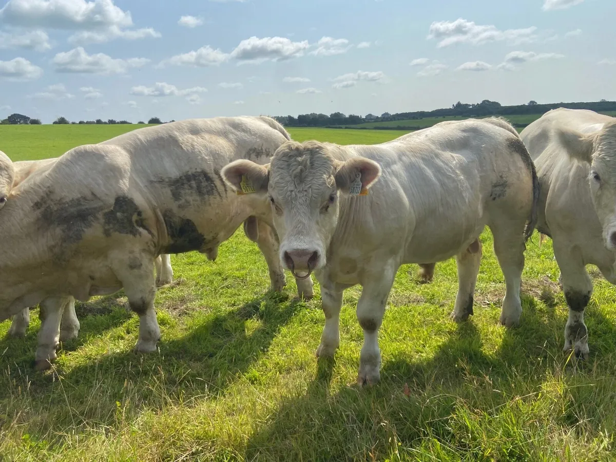 PB Charolais Bulls 5 Star Easy Calving - Image 1
