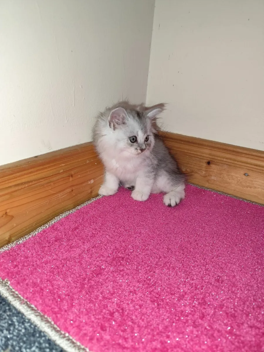 🩷 Beautiful Ragdoll x Kittens🩷 - Image 1