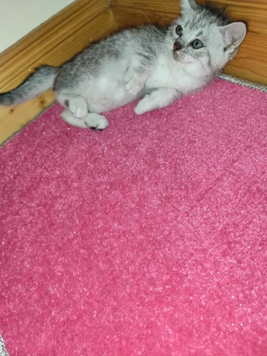 🩷 Beautiful Ragdoll x Kittens🩷 - Image 2