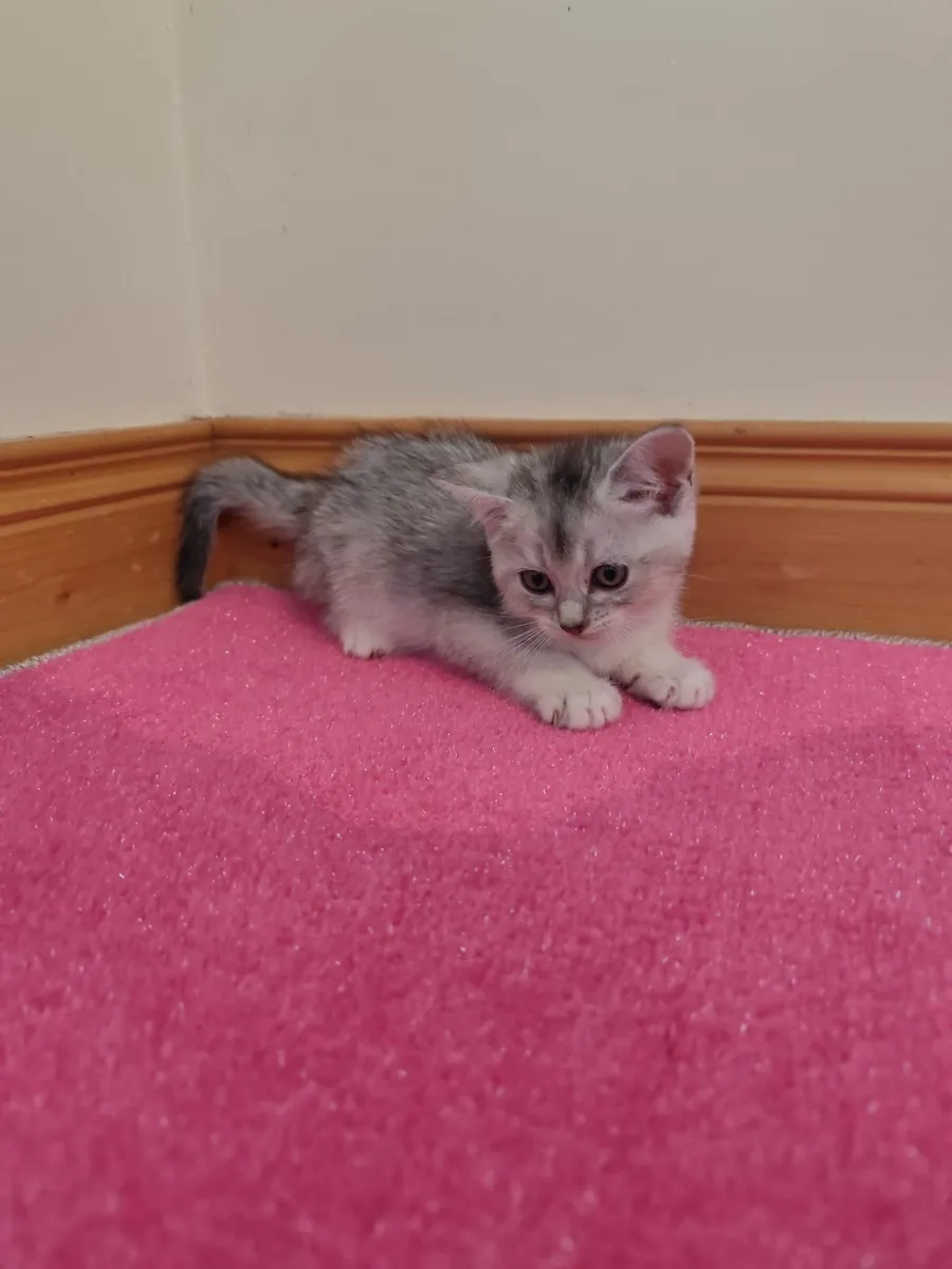🩷 Beautiful Ragdoll x Kittens🩷 - Image 3
