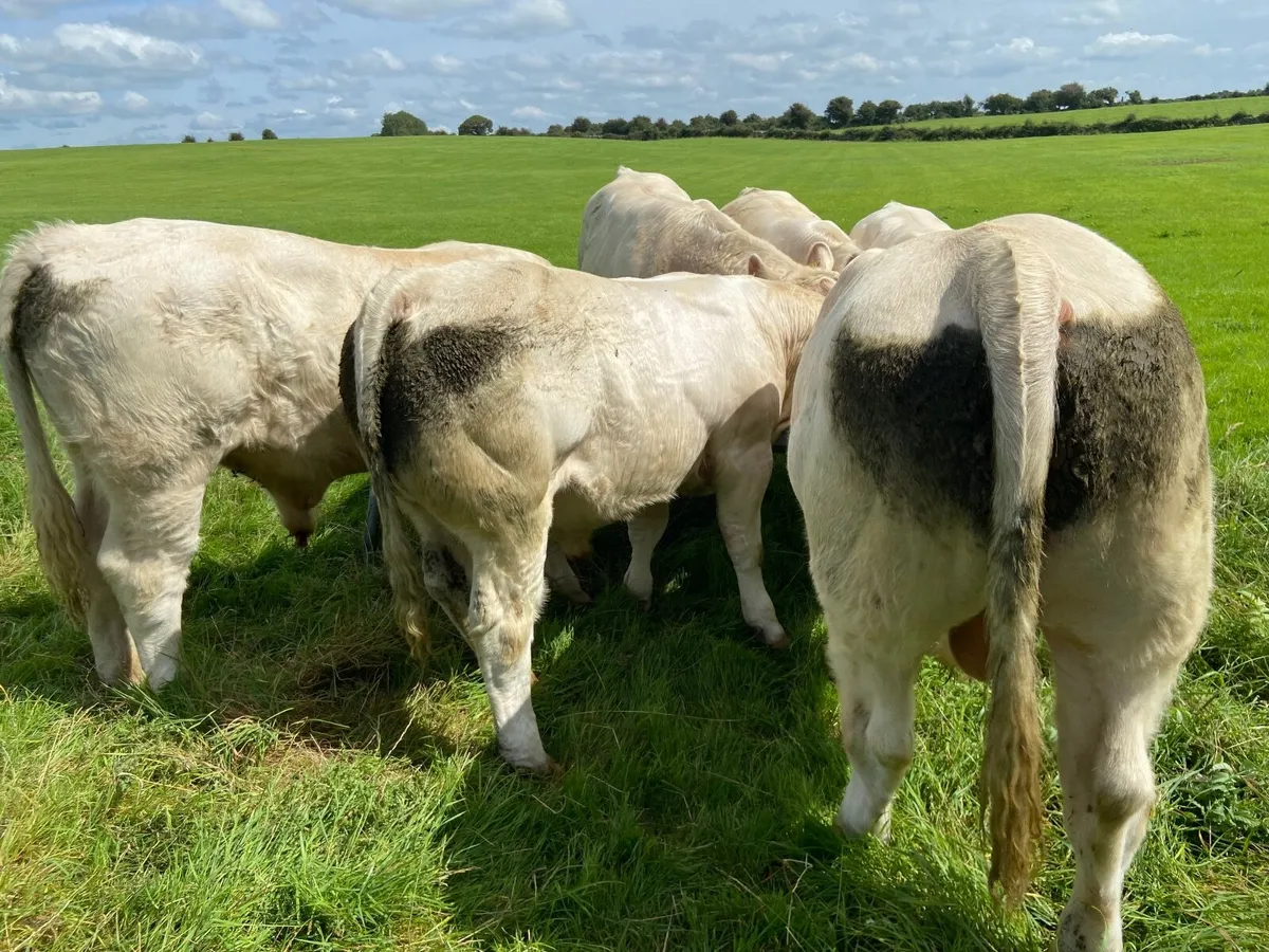 PB Charolais Bulls 5 Star Easy Calving - Image 3