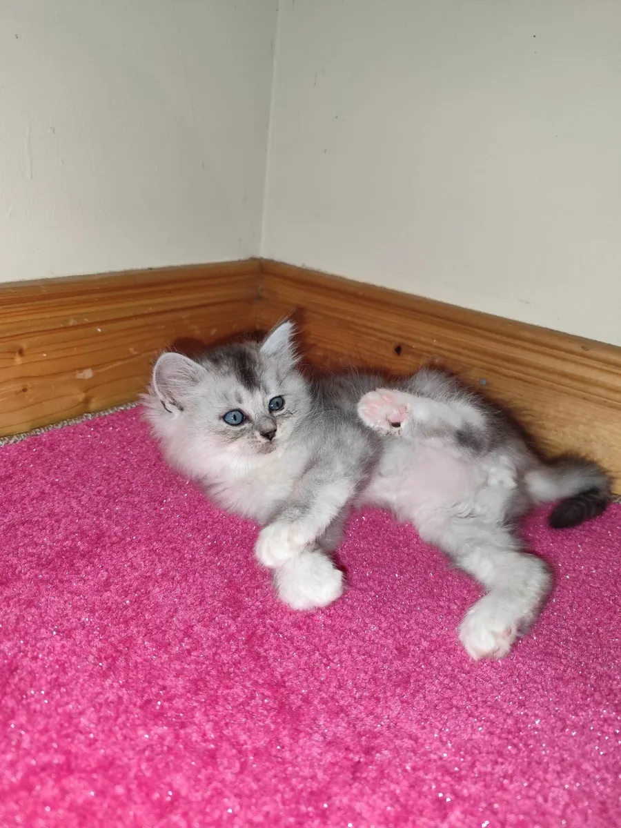 🩷 Beautiful Ragdoll x Kittens🩷 - Image 4