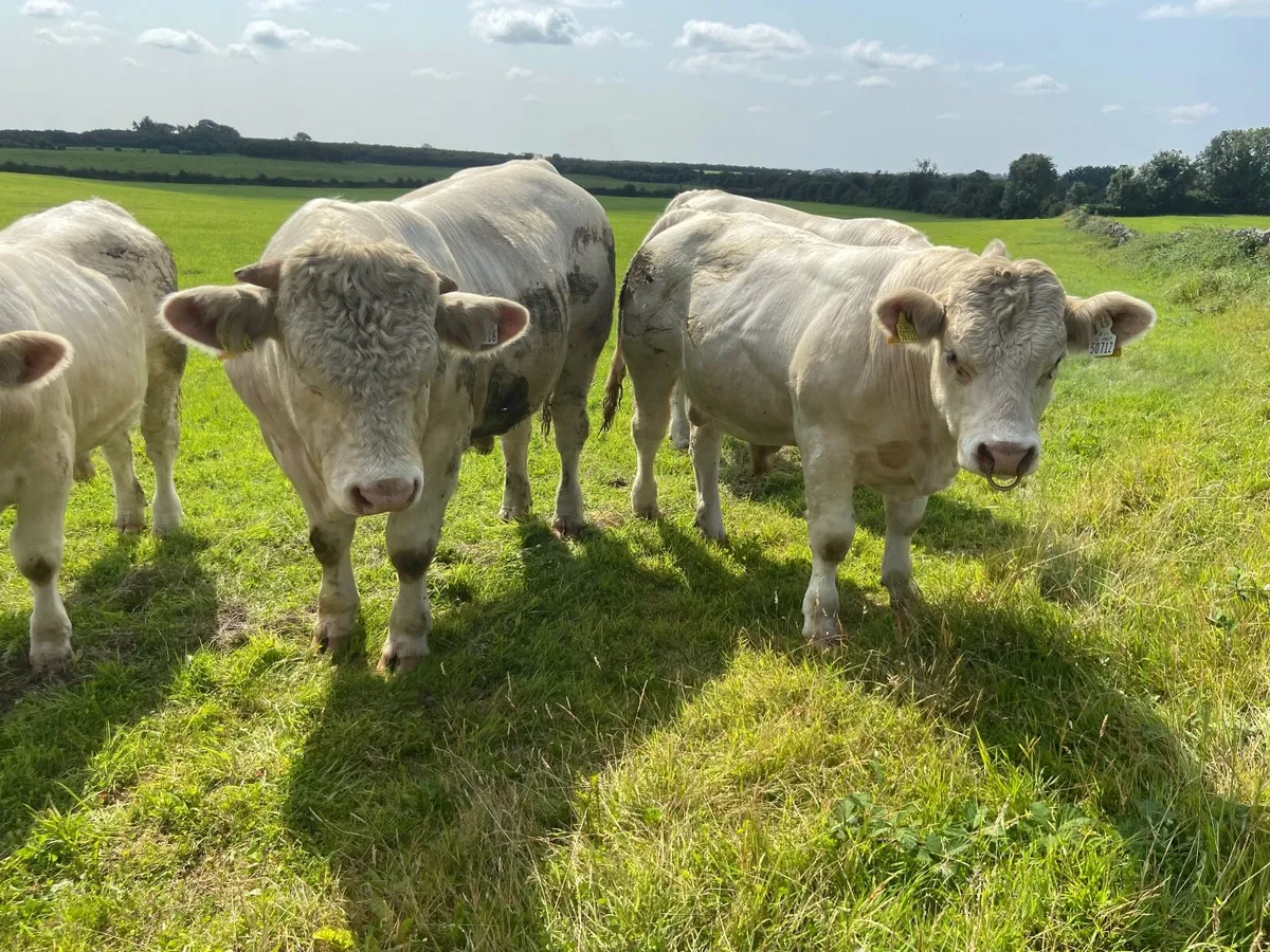 PB Charolais Bulls 5 Star Easy Calving - Image 4
