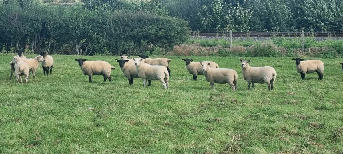 50 Suffolk, Texal and Cheviot Cross Ewe Hoggets