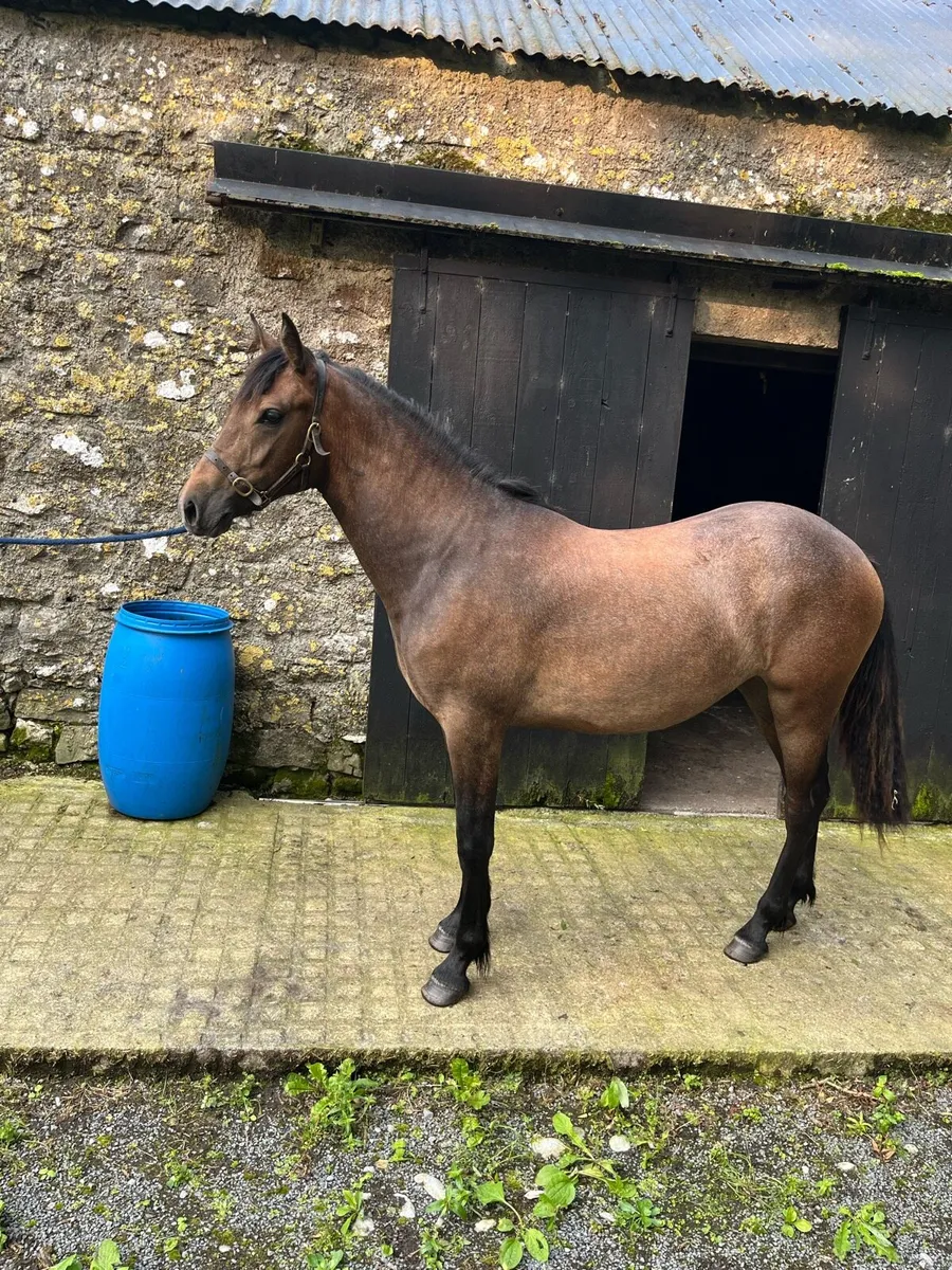 Pumpkins Pondi Filly Foal - Image 1