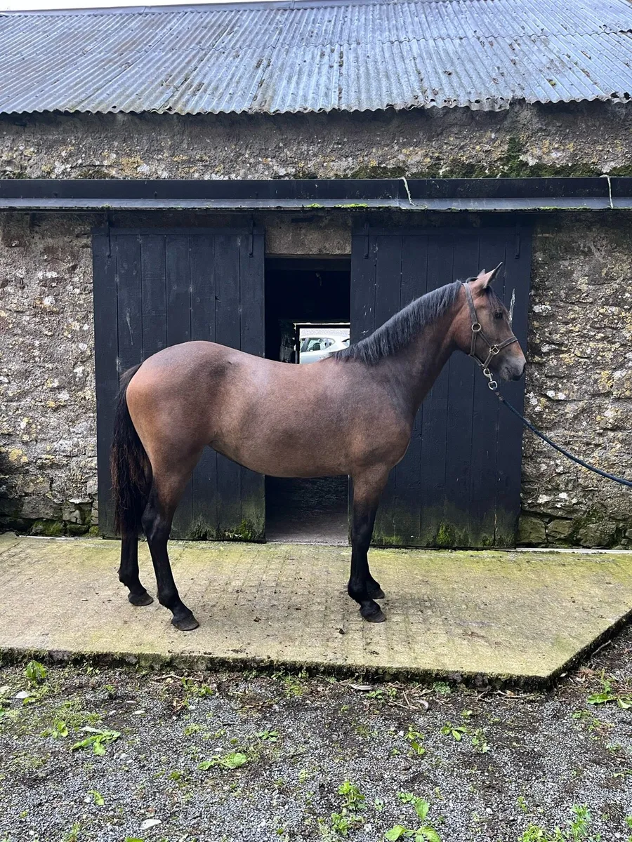 Pumpkins Pondi Filly Foal - Image 2