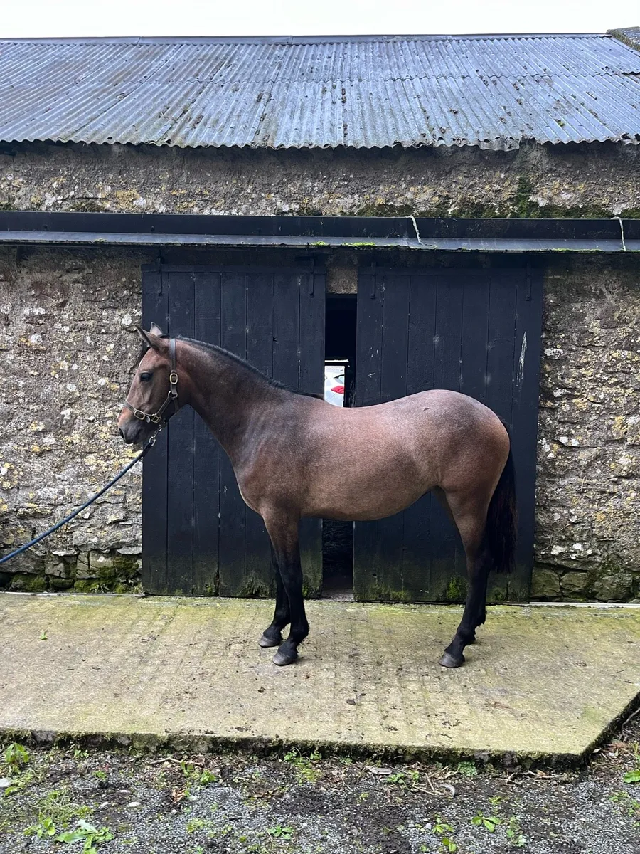Pumpkins Pondi Filly Foal - Image 3