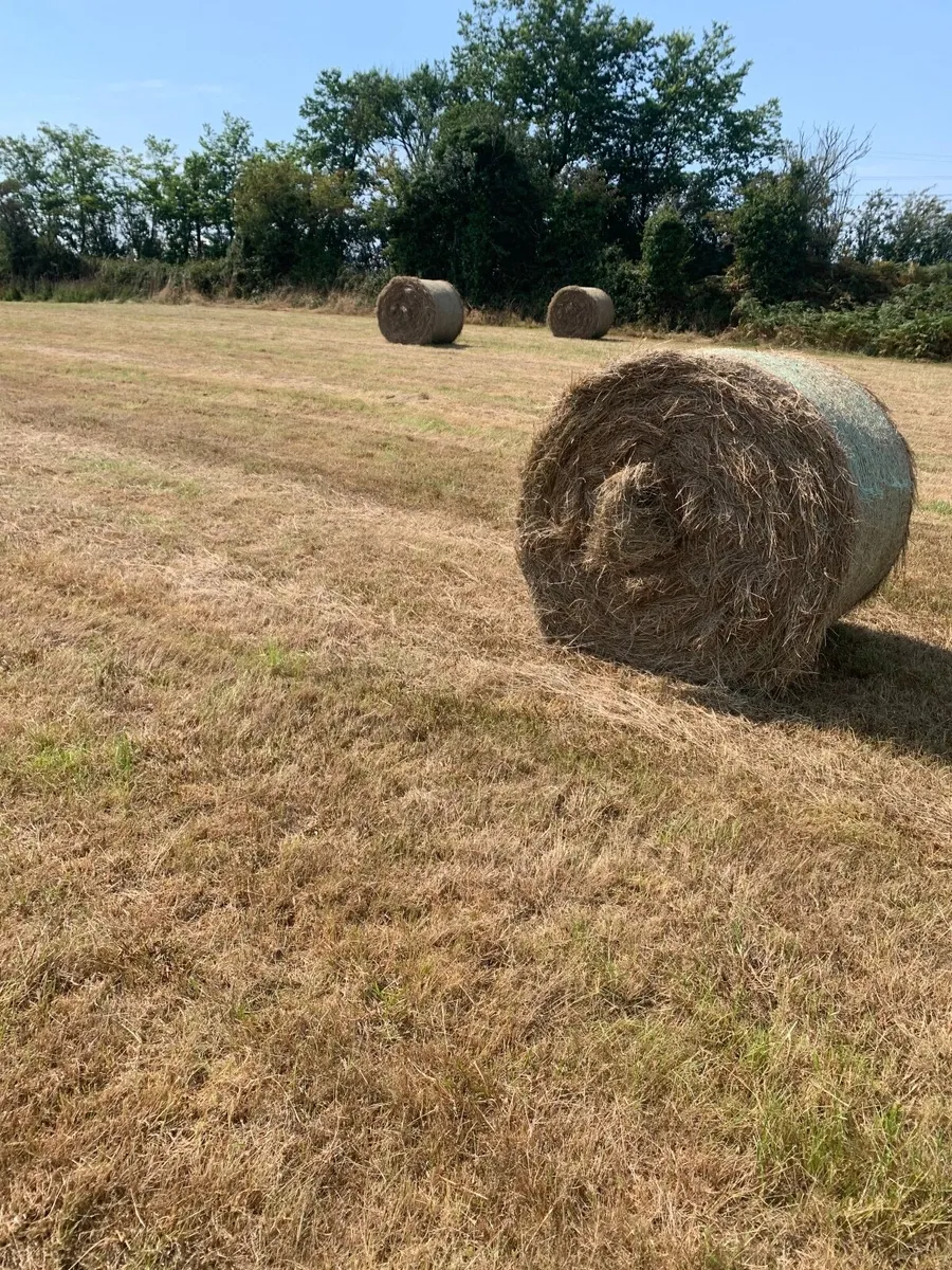 Hay - Image 1