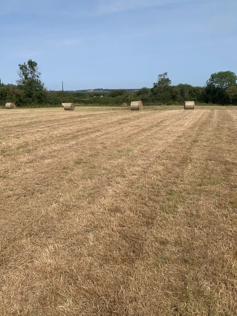 Hay - Image 3
