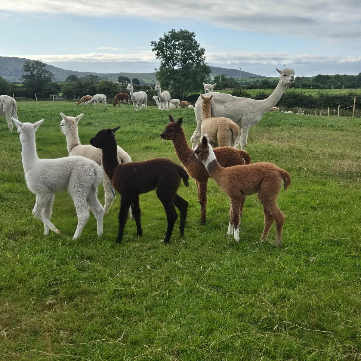 Alpacas - baby alpacas - Image 1