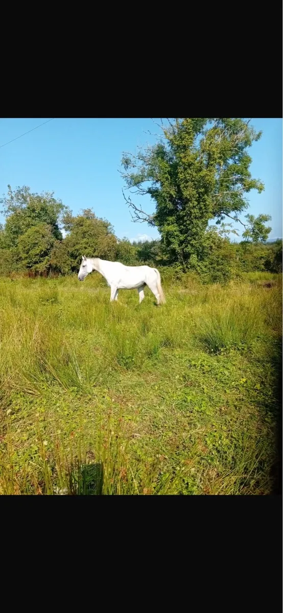 THI LE ONE BROODMARE - Image 2