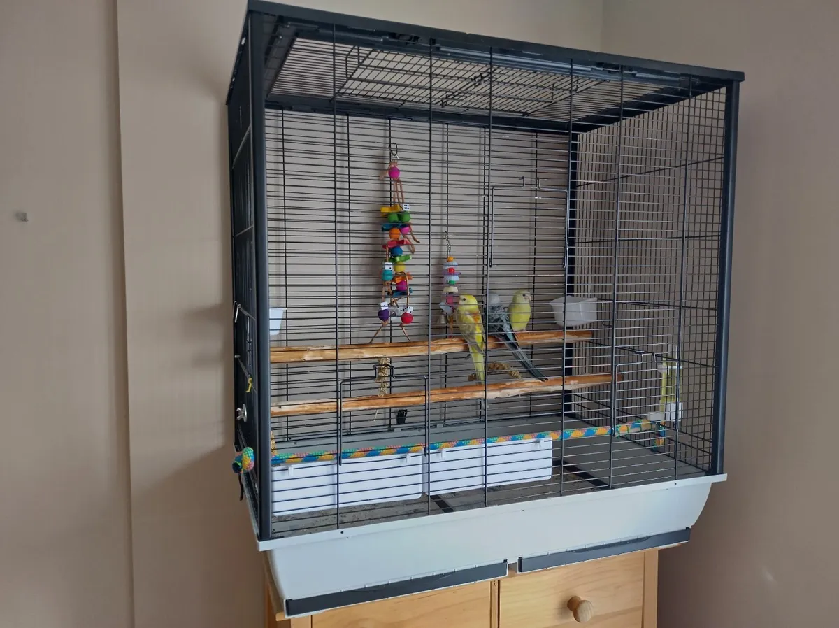 Birds - Image 1