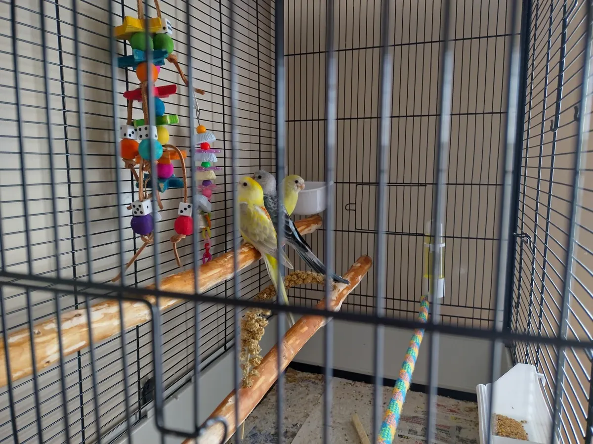 Birds - Image 2