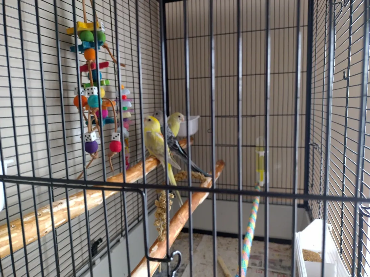 Birds - Image 3
