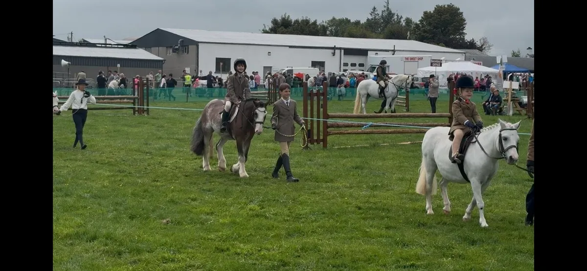Amazing 12.2 pony - Image 3