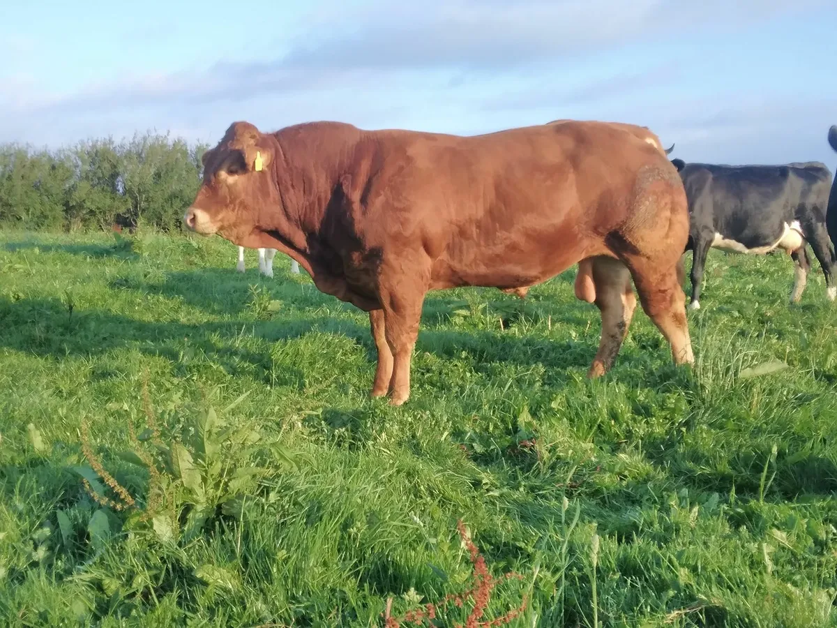 Limousine Bull - Image 1