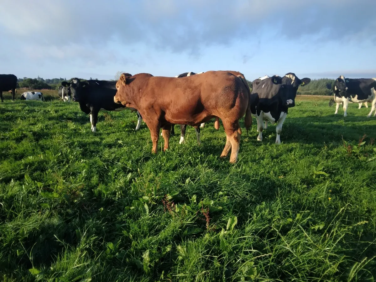 Limousine Bull - Image 2