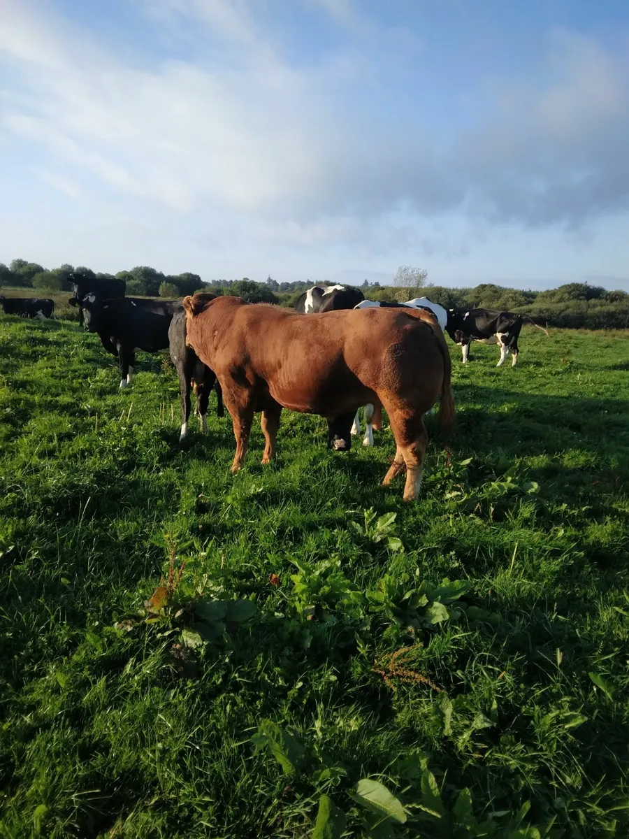 Limousine Bull - Image 3
