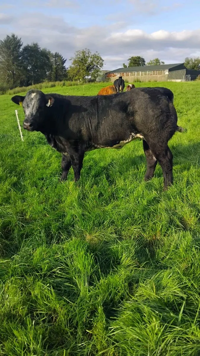 Weanling heifers - Image 1