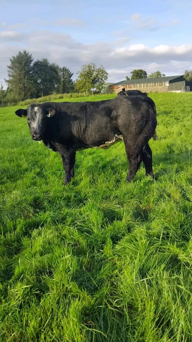 Weanling heifers - Image 2