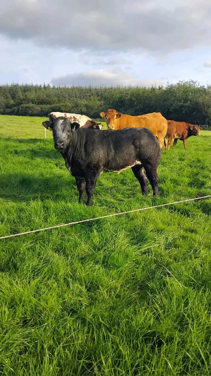 Weanling heifers - Image 3