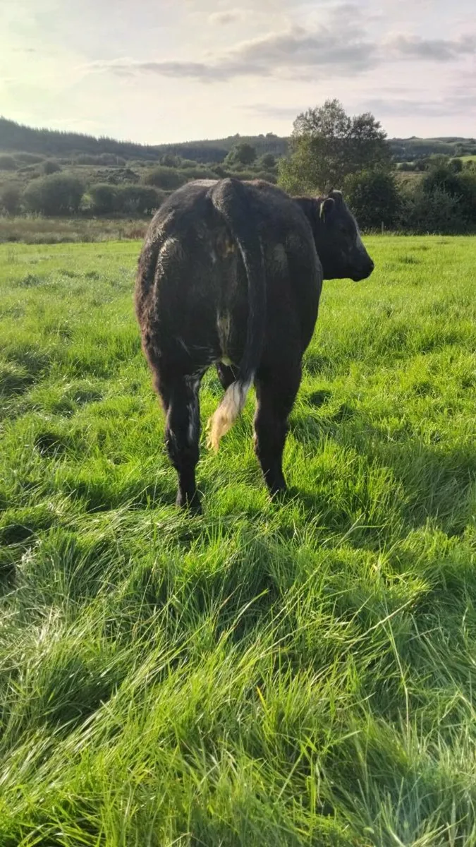 Weanling heifers - Image 4