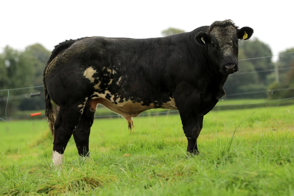 Ennis Mart Tuesday 26th August - Image 1