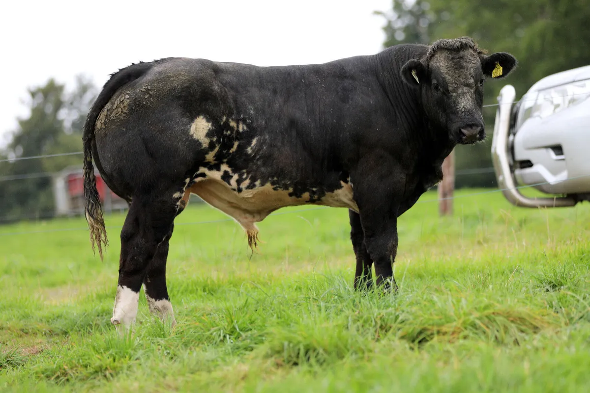 Ennis Mart Tuesday 26th August - Image 2