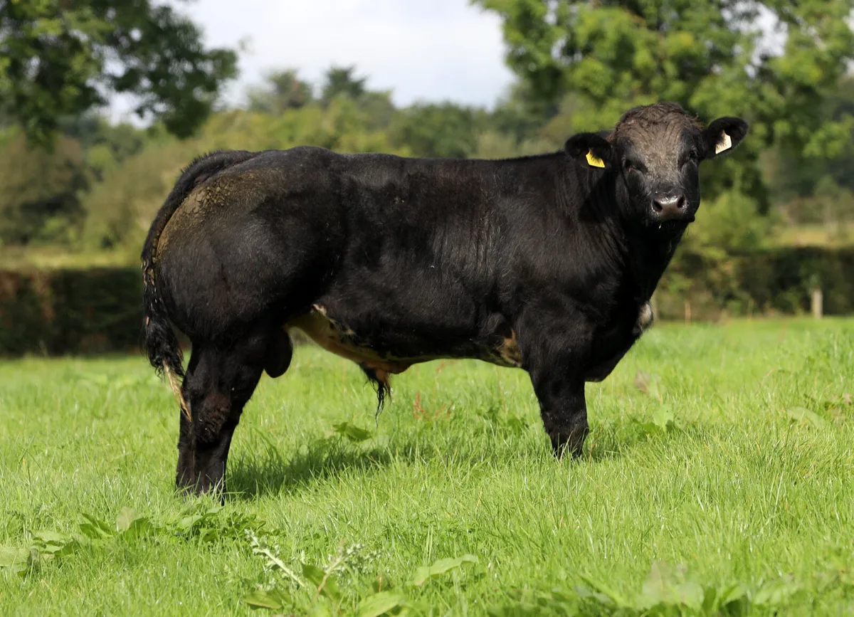 Ennis Mart Tuesday 26th August - Image 4