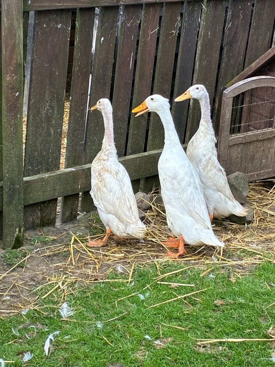 Runner Ducks - Image 1