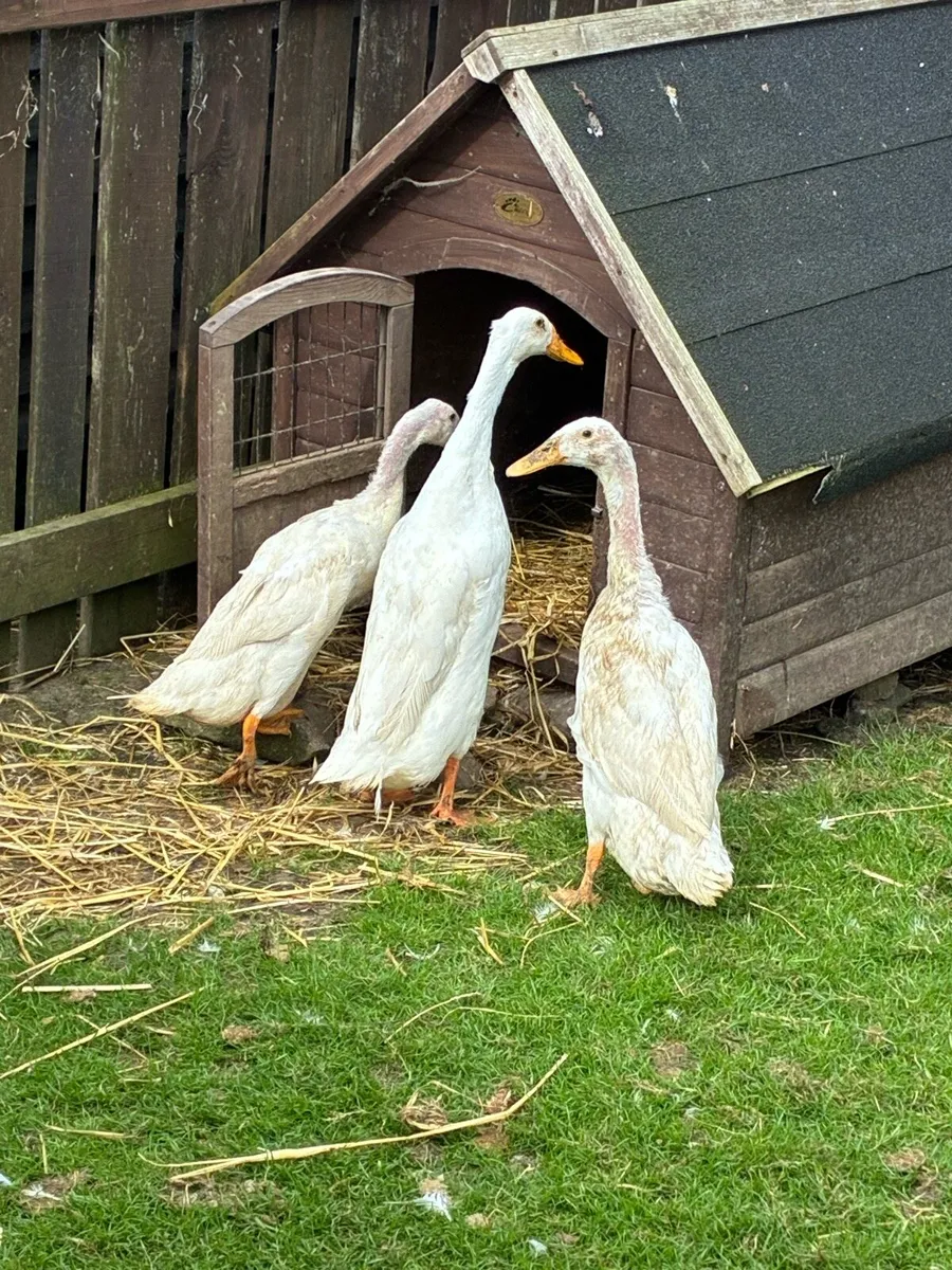 Runner Ducks - Image 2