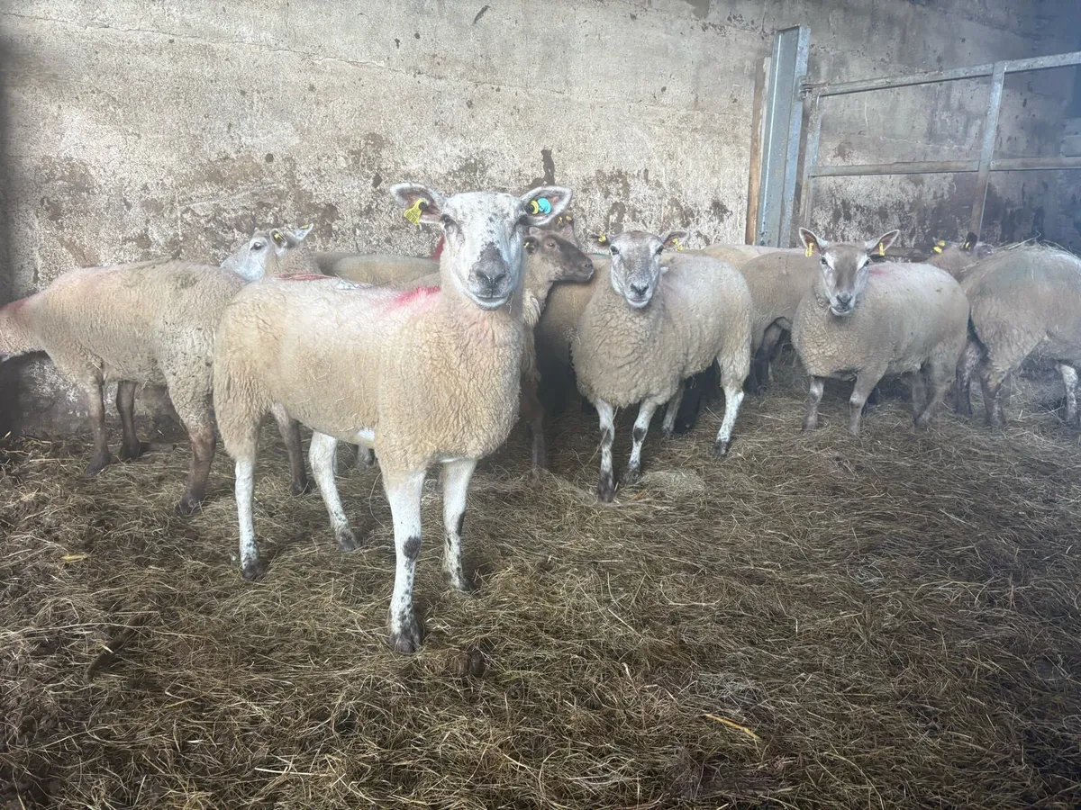 15 top quality hoggets for sale - Image 1