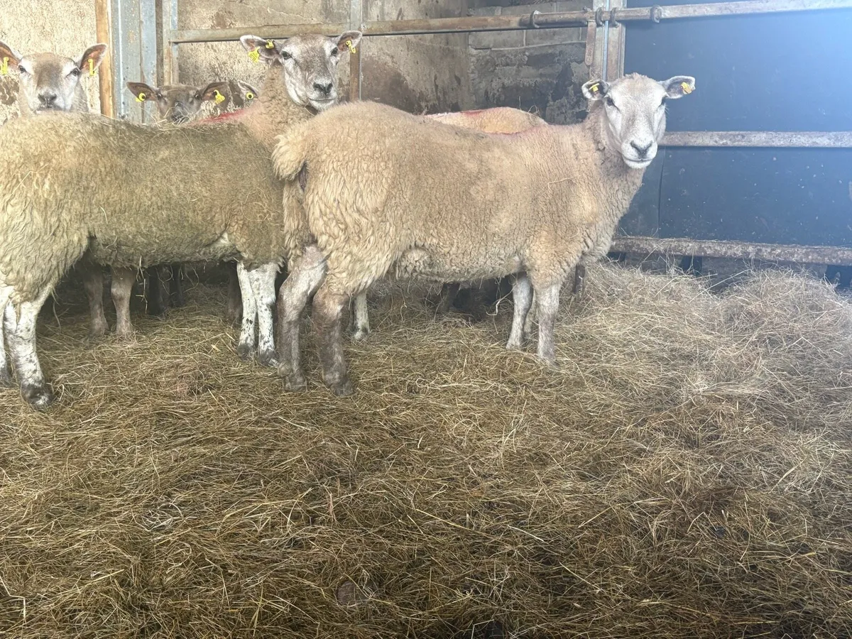 15 top quality hoggets for sale - Image 3