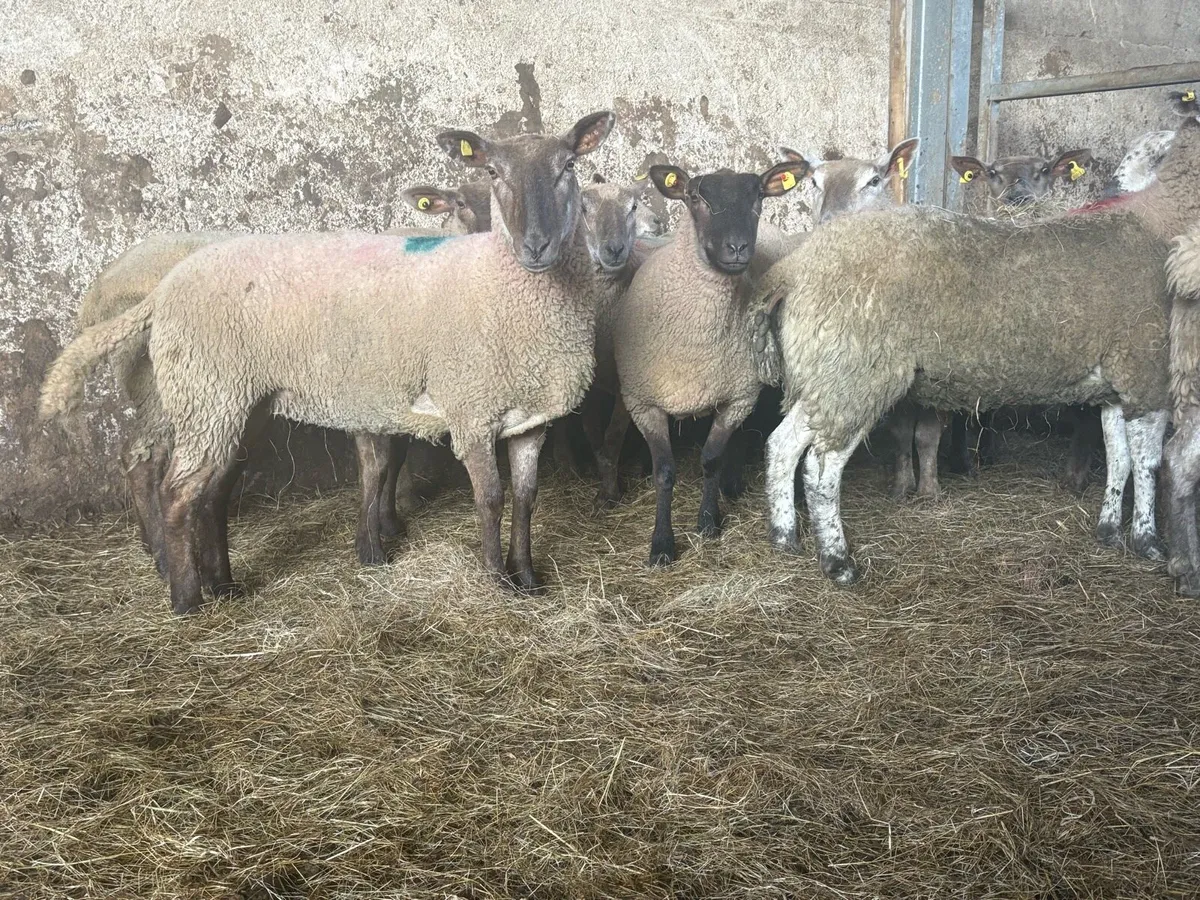 15 top quality hoggets for sale - Image 4