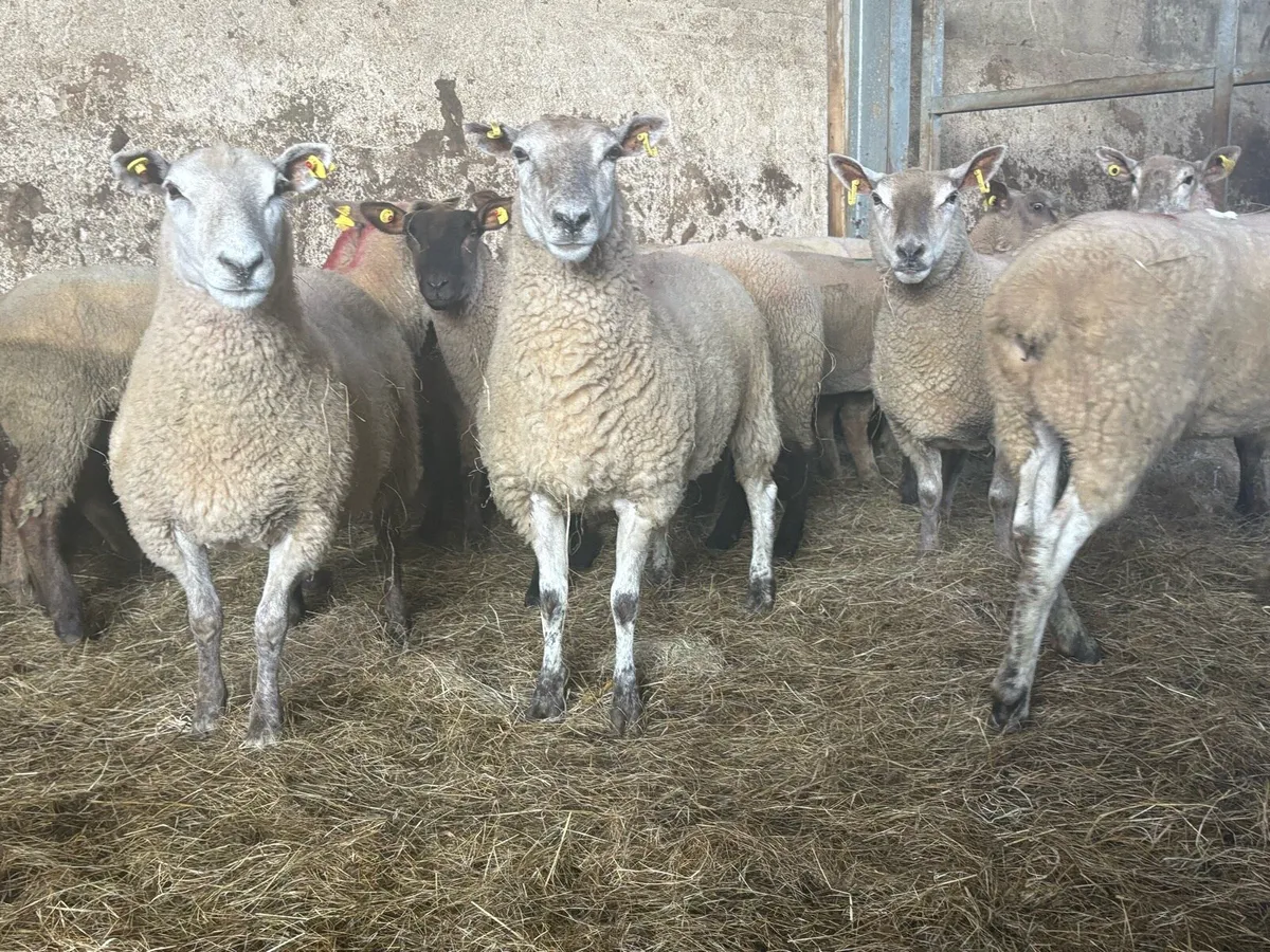 15 top quality hoggets for sale - Image 2